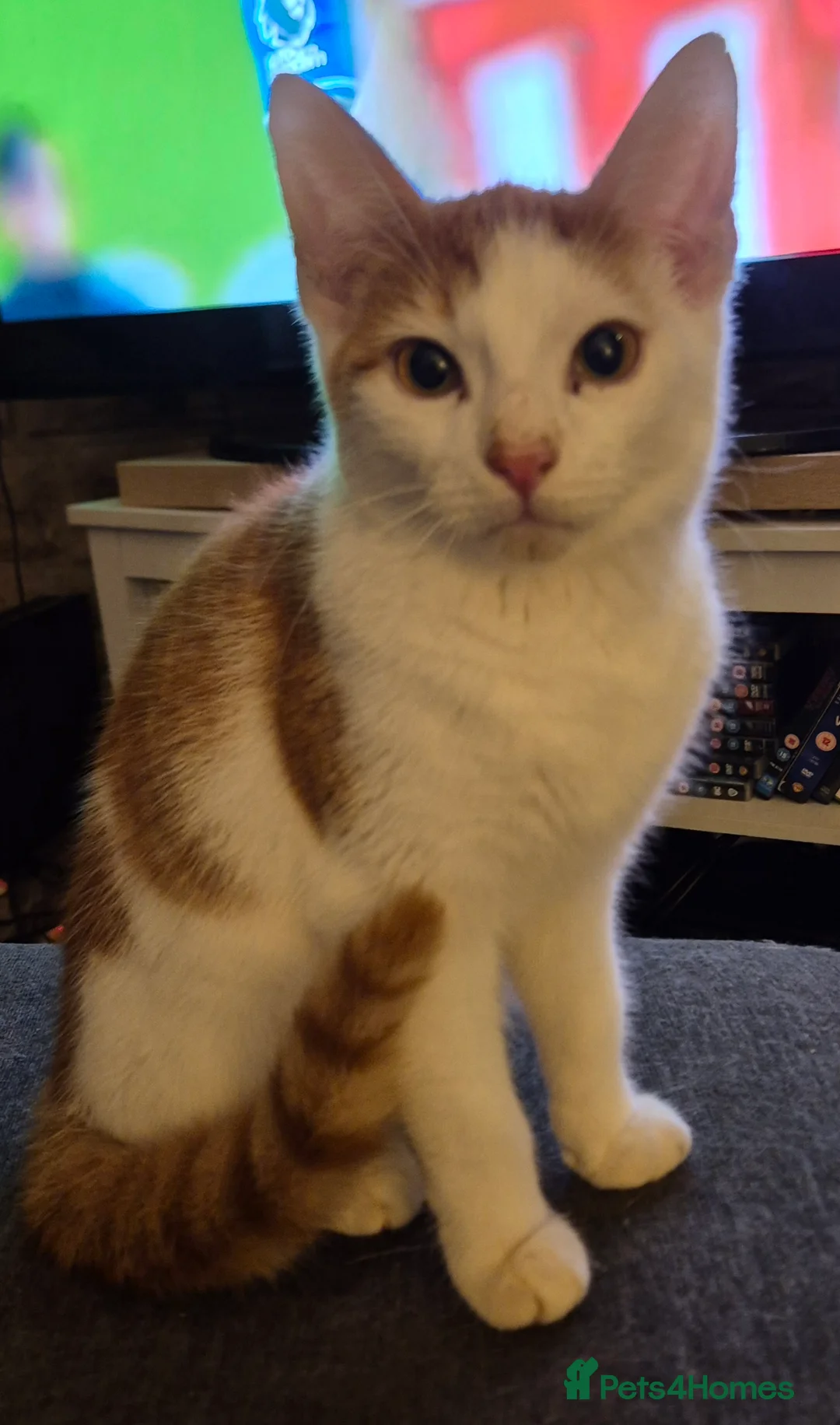 British Shorthair cats for sale: Older cats 🐈  - Advert 1