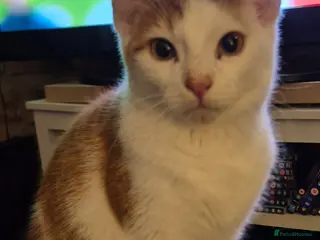 British Shorthair cats Older cats 🐈 - Advert 18