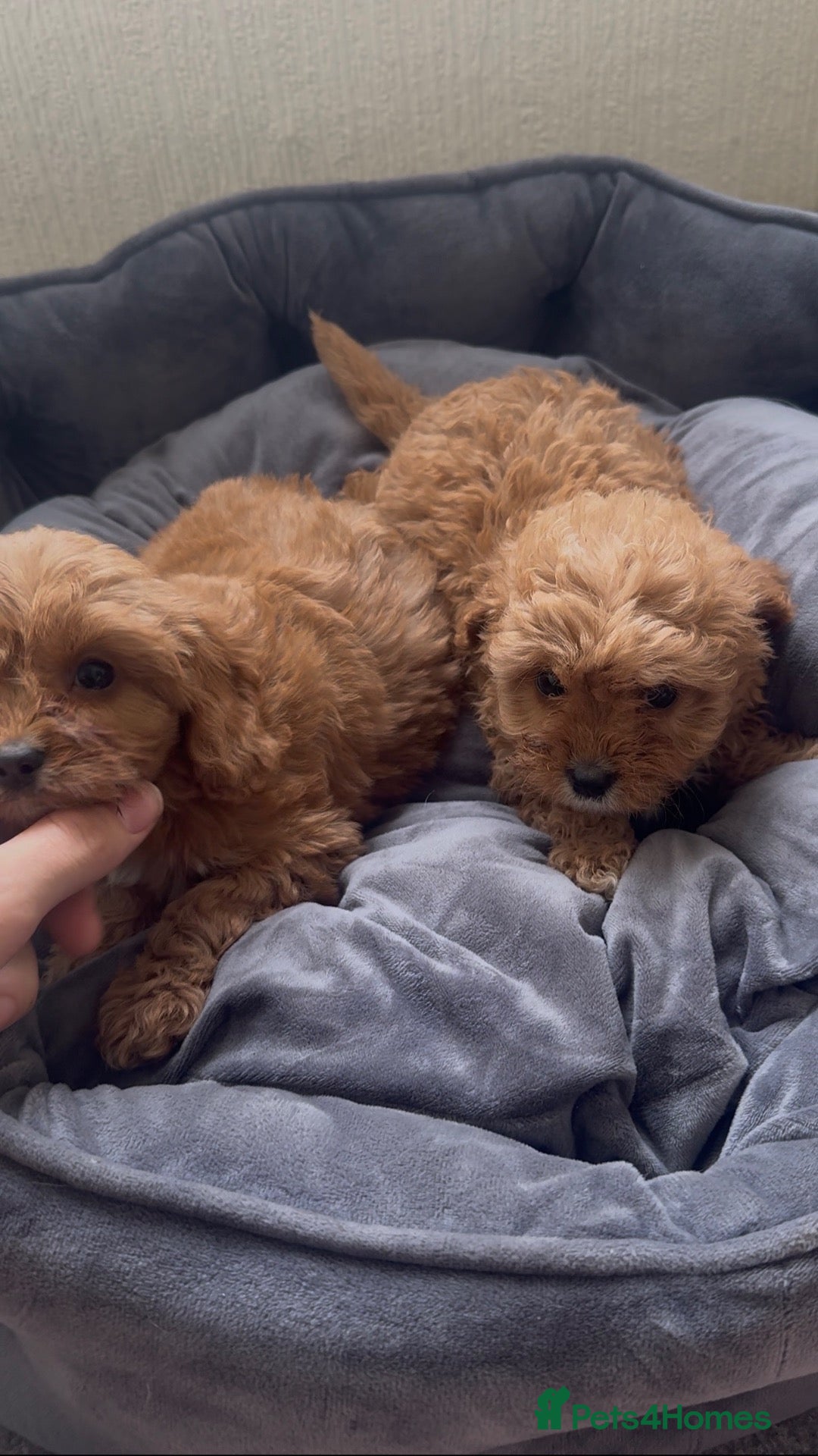 Cavapoo dogs 🐾 Exquisite F1 Cavapoo puppies available 🐾 - Advert 13