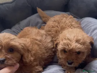 Cavapoo dogs 🐾 Exquisite F1 Cavapoo puppies available 🐾 - Advert 13