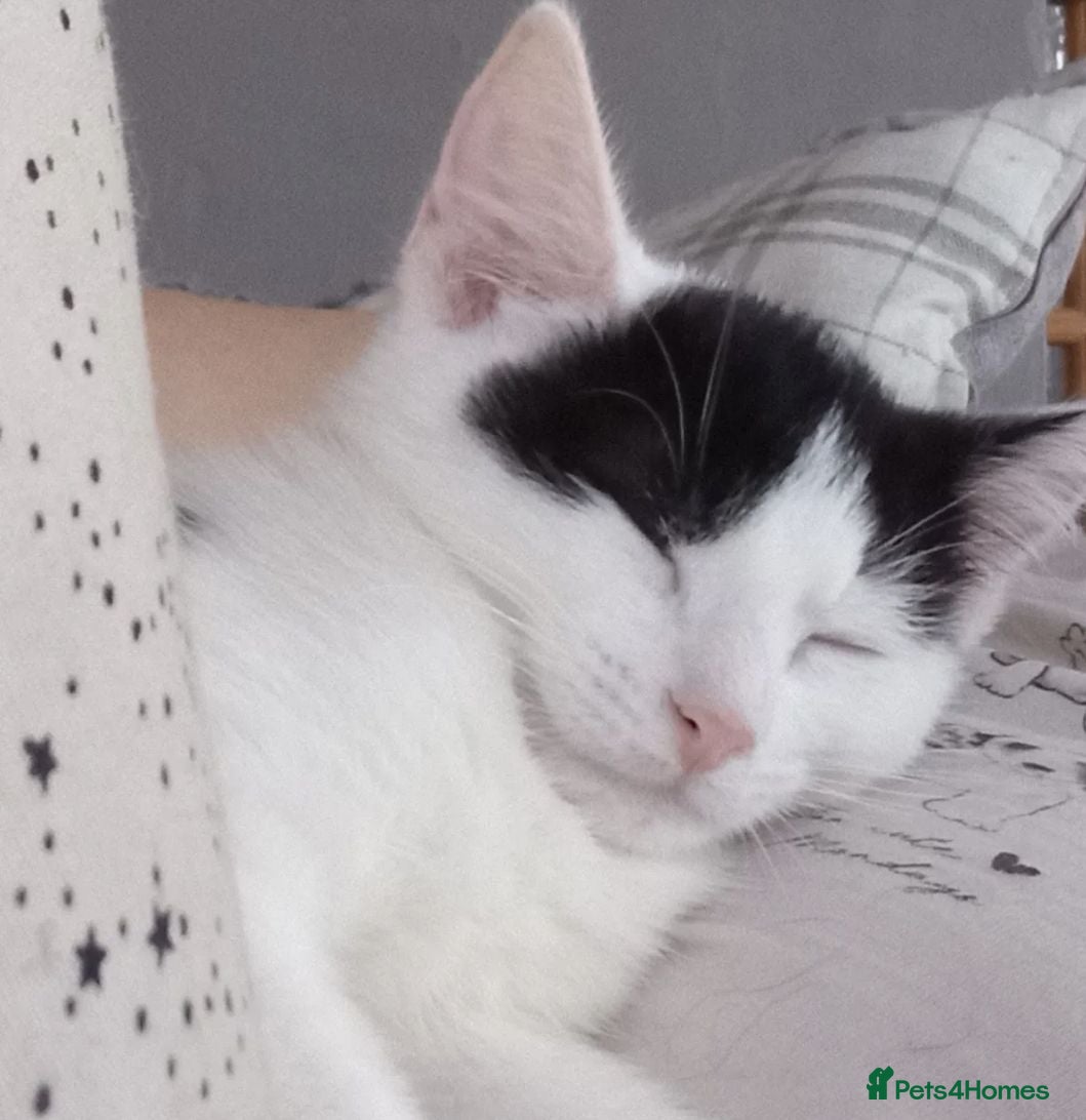 Mixed Breed cats Sweet kittens looking for their forever homes - Advert 1