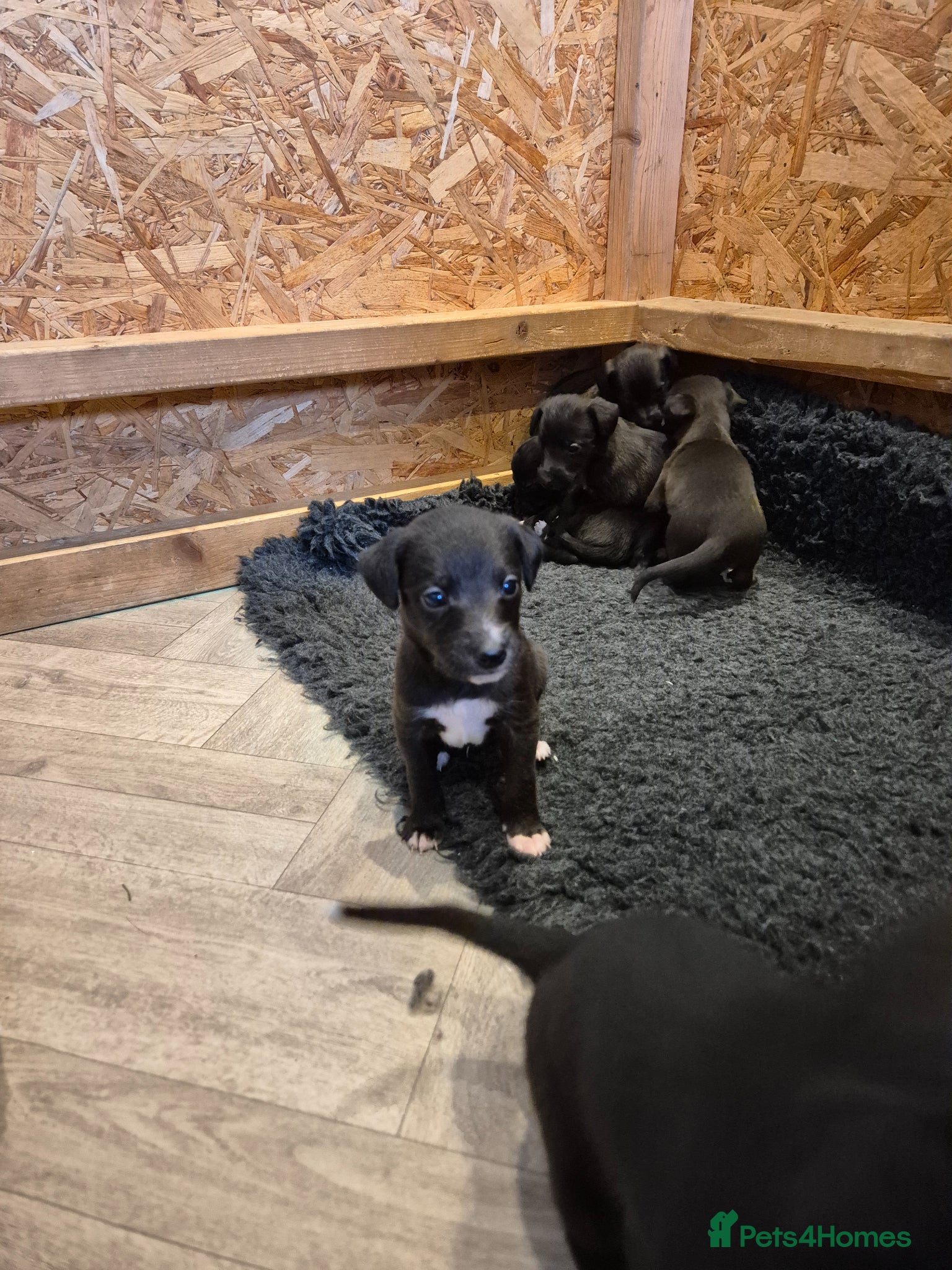 Mixed Breed dogs Whippet x Bedlington - Advert 2