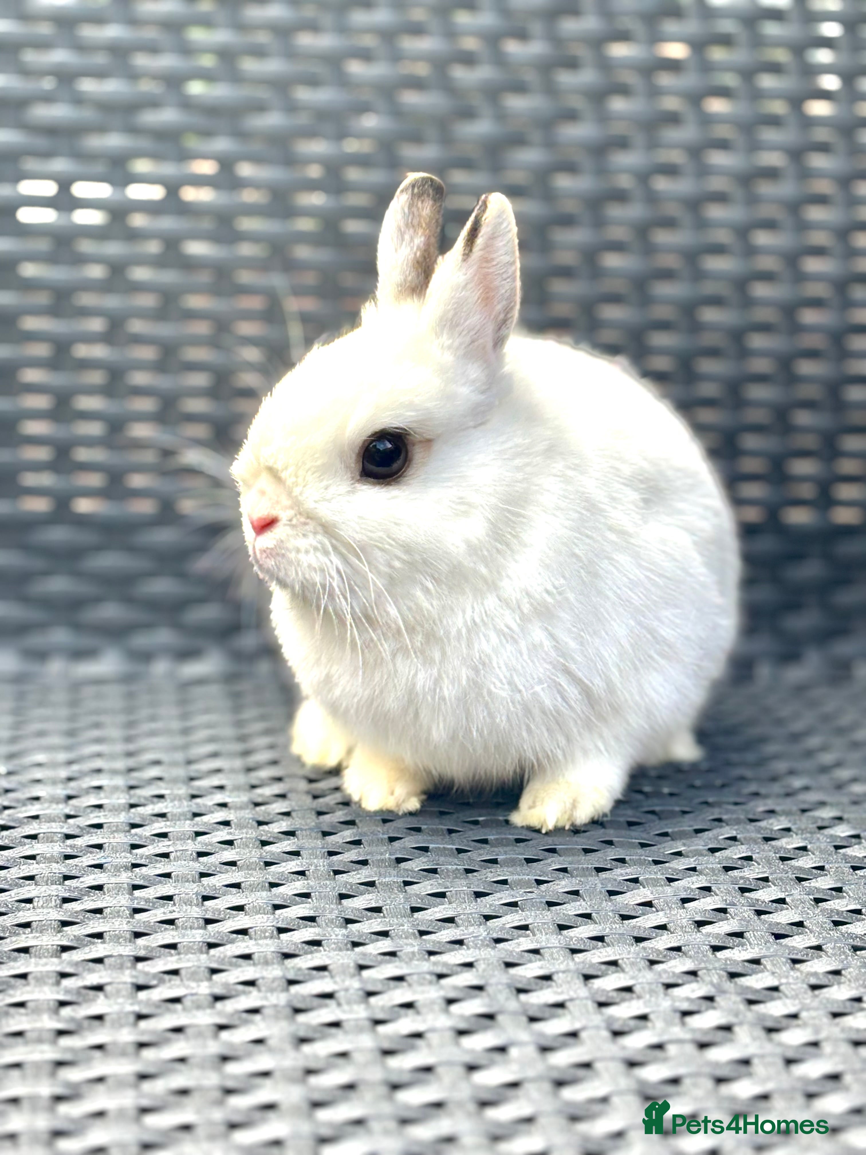 Netherland Dwarf rabbits Netherland Dwarf Boy  in London - Advert 20