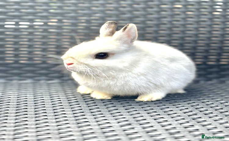 Netherland Dwarf rabbits in London - Advert 1