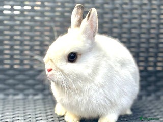 Netherland Dwarf rabbits in London - Advert 3