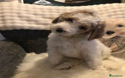 Goldendoodle dogs for sale: Goldendoodle Double Doodle pup ready to go🐾 - Image 5