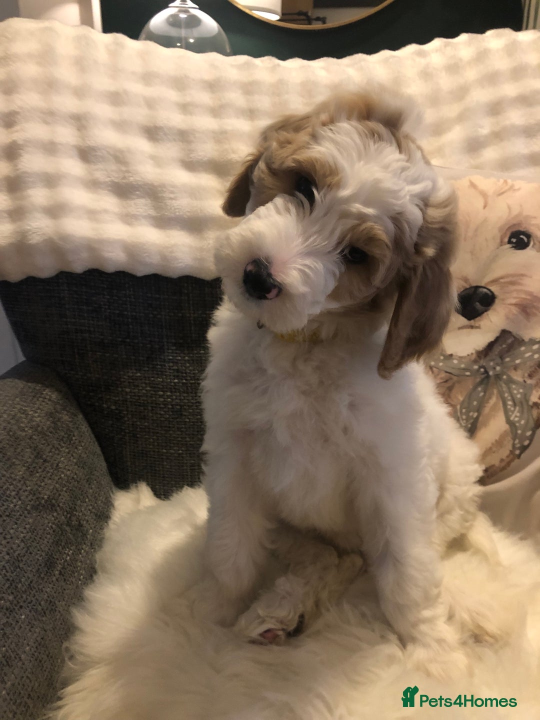 Goldendoodle dogs for sale: Goldendoodle Double Doodle pup ready to go🐾 - Image 5