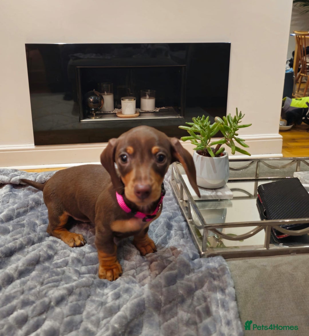 Miniature Dachshund dogs for sale: Chocolate & Tan KC Miniature Dachshund Puppies - Advert 12
