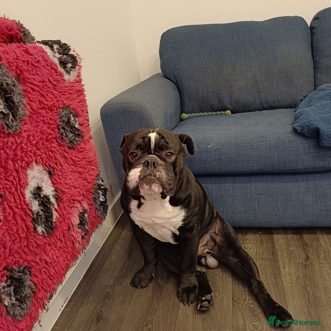 Mixed Breed dogs for sale: Staffy/English Bulldog puppies - Advert 9