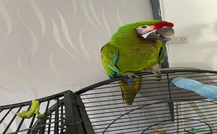 Macaws birds - Advert 7