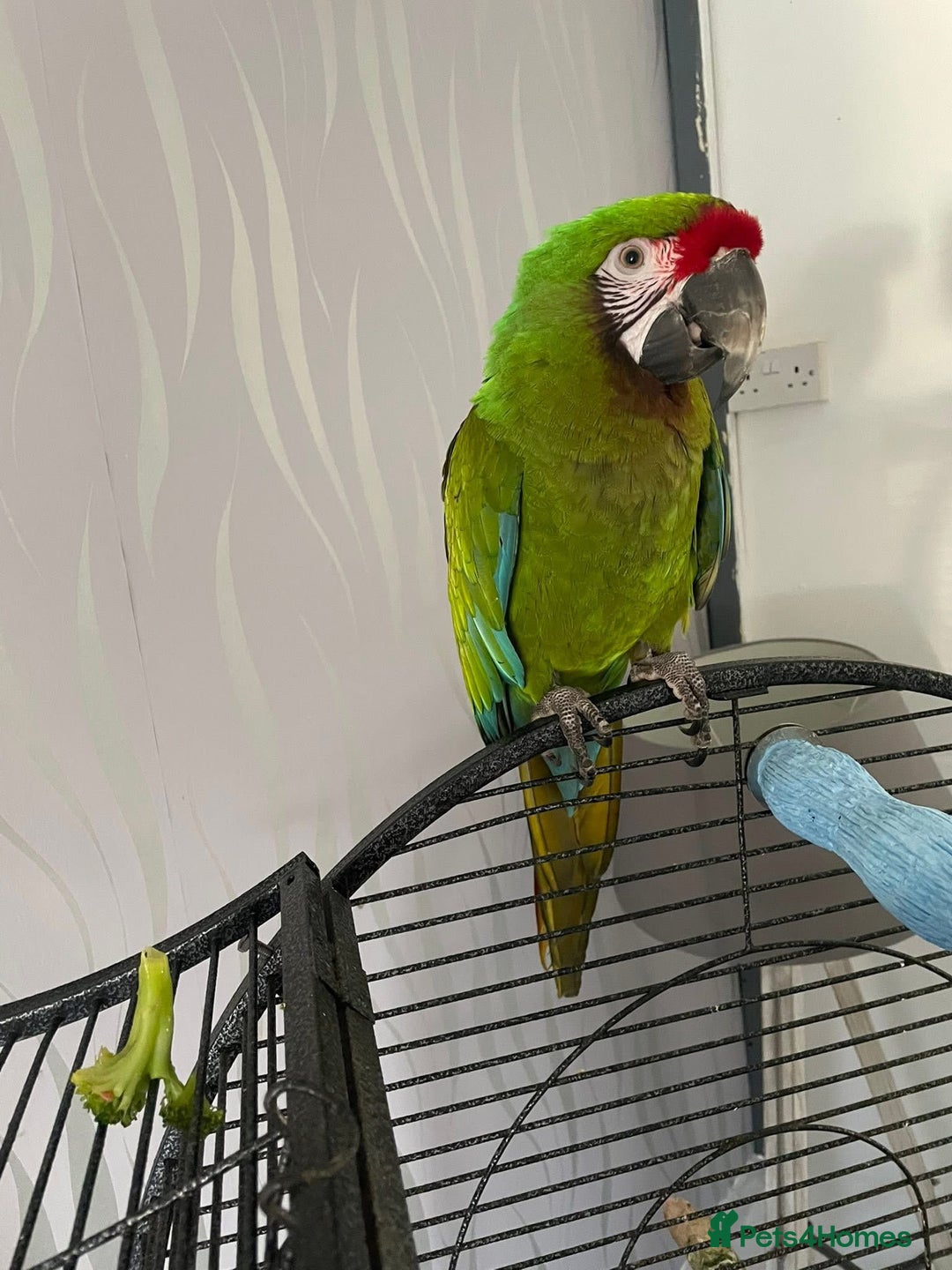Macaws birds for sale: Military macaw  - Image 1