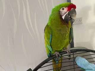 Macaws birds - Advert 28