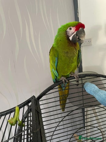 Macaws birds - Advert 5