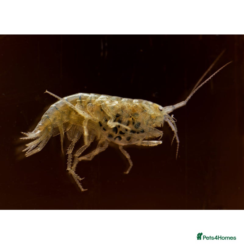 Mixed Breed invertebrates Cheap River Shrimp / Scuds as Cleanup or Live Food - Advert 7