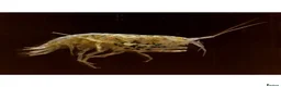Mixed Breed invertebrates for sale: Cheap River Shrimp / Scuds as Cleanup or Live Food - Advert 1