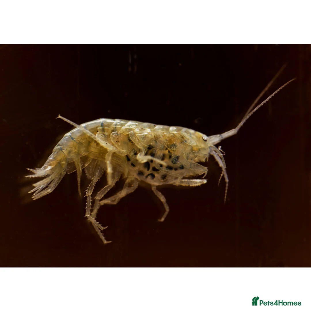 Mixed Breed invertebrates for sale: Cheap River Shrimp / Scuds as Cleanup or Live Food - Advert 1
