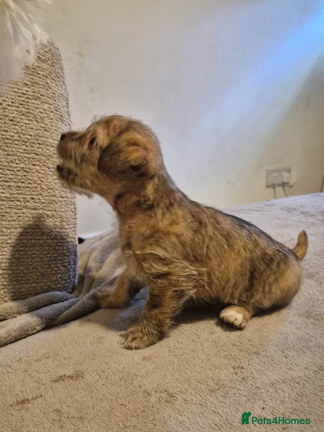 Mixed Breed dogs for sale: Beautiful Girl malshi x Jack russell  - Advert 9