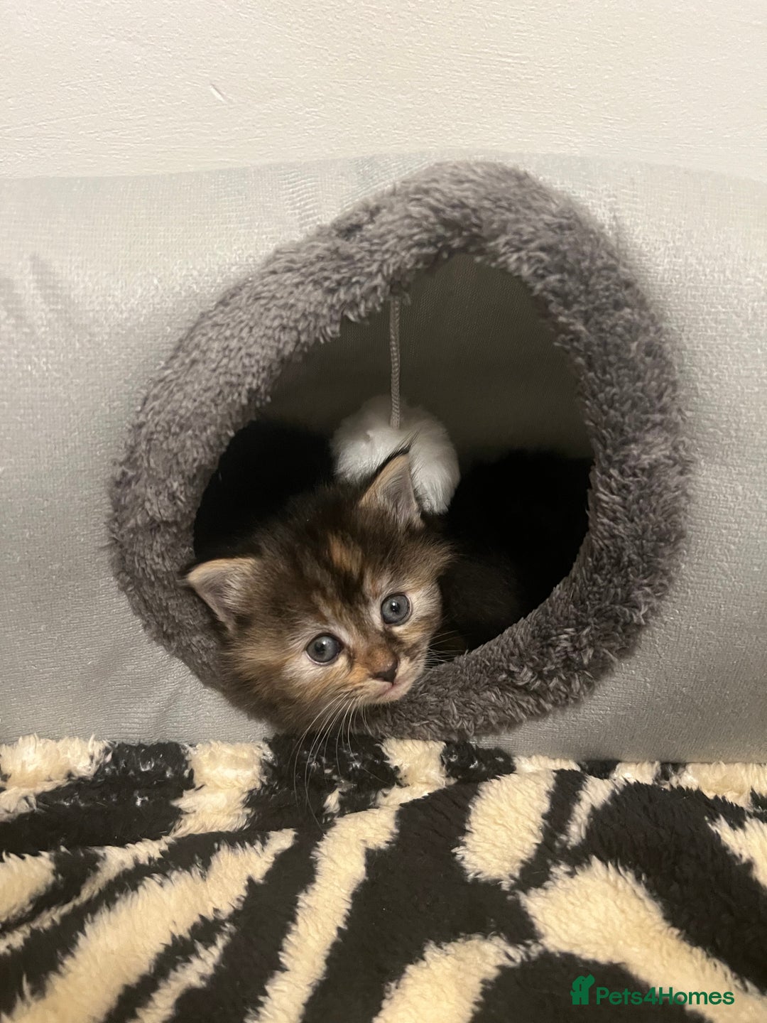 Mixed Breed cats for sale: Cheap Kittens for sale  (Ready to go asap) - Advert 20