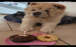 Chow Chow dogs for sale: Rambo the chow-chow  - Image 5