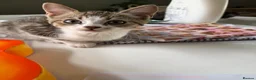 Devon Rex cats for sale: Devon rex  x sphynx kittens  in Bristol - Advert 18