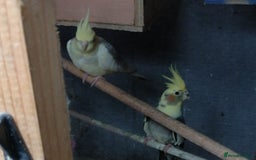 Cockatiels birds for sale: Range Of Cockatiels *read description - Image 1