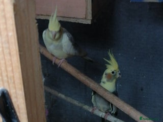 Cockatiels birds for sale - Advert 1