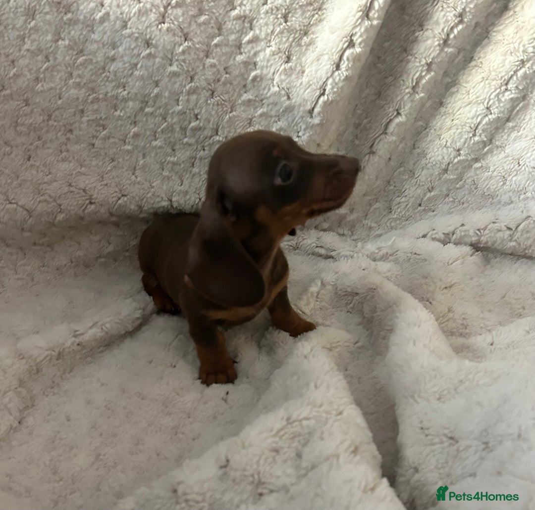 Miniature Dachshund dogs for sale:  ⭐️🐶Tiny tiny miniature dachshunds🐶⭐️ - Image 7