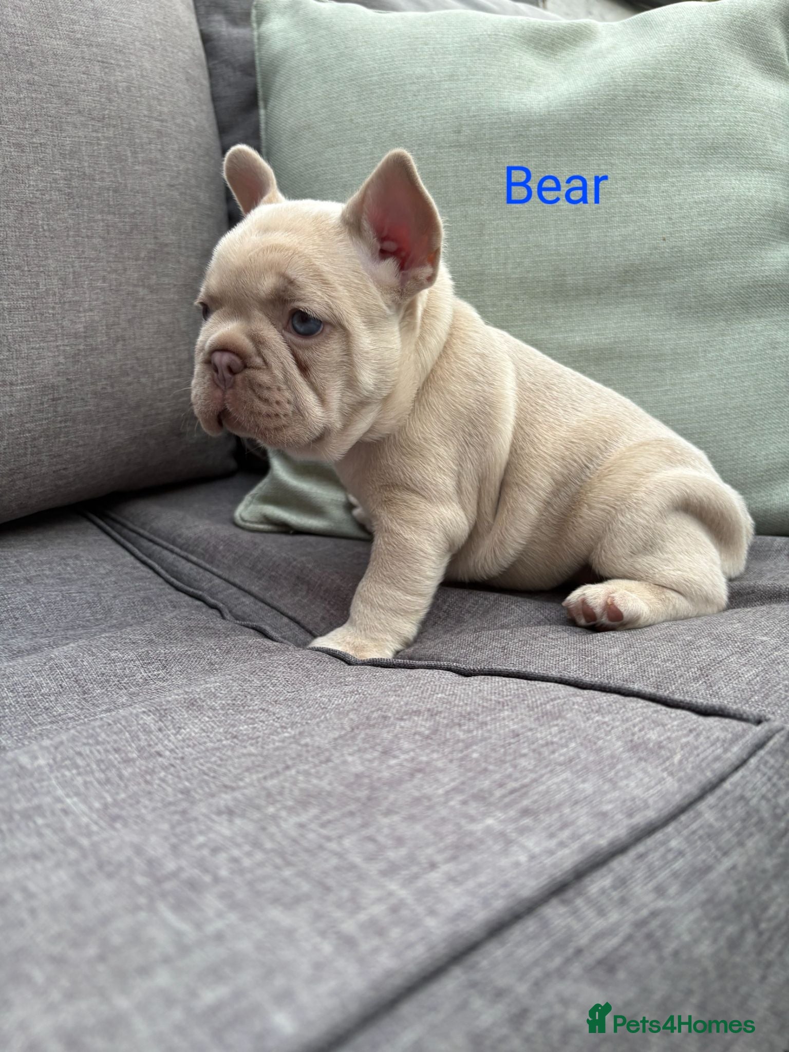 French Bulldog dogs ⭐️KC Reg⭐️Isabella & tan girls/liliac fawn boy 🐾 - Advert 3