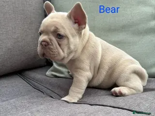 French Bulldog dogs ⭐️KC Reg⭐️Isabella & tan girls/liliac fawn boy 🐾 - Advert 3