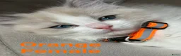 Ragdoll cats for sale: 💙 5 Pure Ragdoll Kittens Available For Sale 💙 - Advert 4