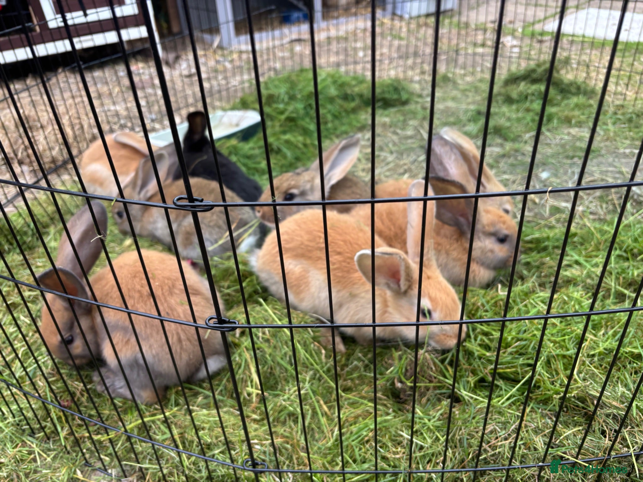 Continental Giant rabbits Giant continental x French lop - Advert 18