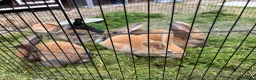 Continental Giant rabbits for sale: 3 left 1 boy and 2 girls all ginger  - Advert 2