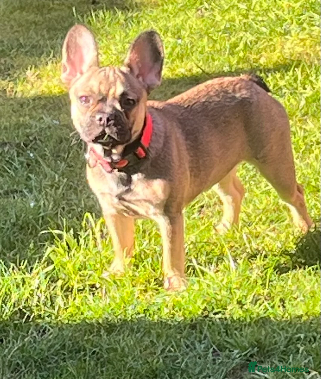 French Bulldog dogs for sale: Beautiful female  - Advert 7