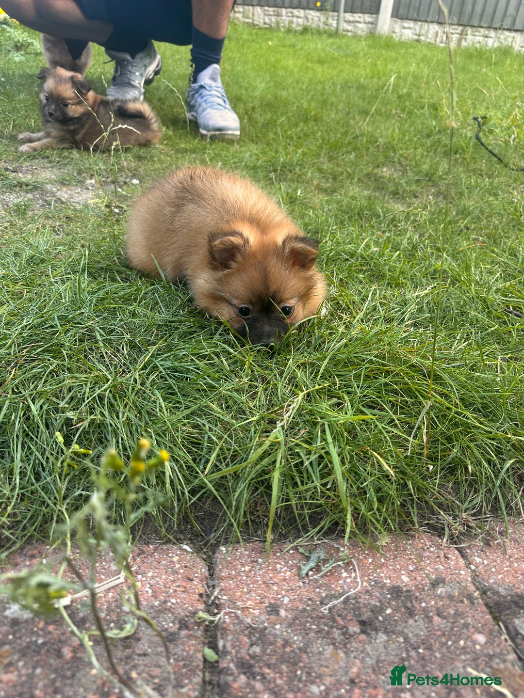 Pomeranian dogs for sale: 5 BEAUTIFUL TEDDY TYPE FOXY POMERANIANS - Image 31