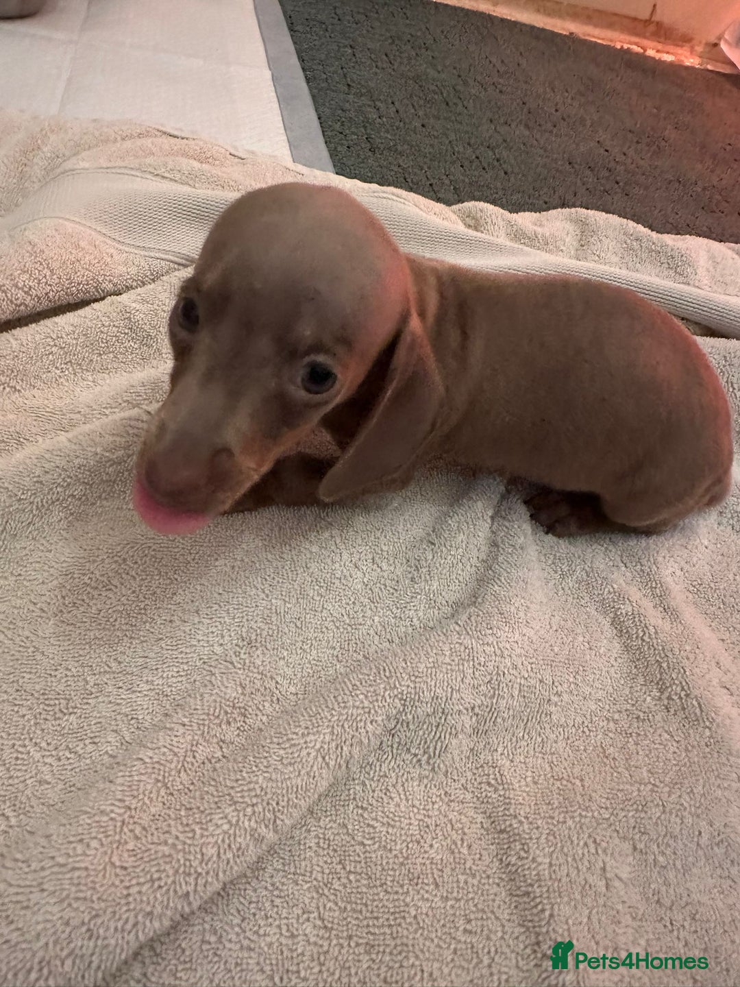 Miniature Dachshund dogs for sale: Miniature dachshunds - Advert 11