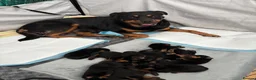 Rottweiler dogs for sale: Stunning Rottweiler Puppies  - Advert 11