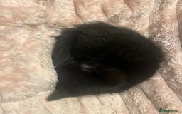 British Shorthair cats for sale: two female kittens  - Image 6