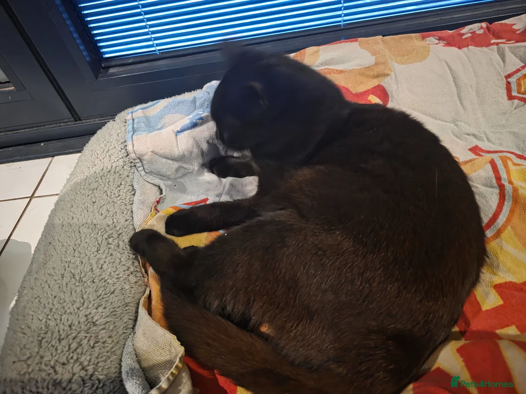 Mixed Breed cats for sale: Black kittens for sale  - Advert 1