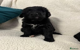 Bernedoodle dogs for sale: Bernedoodle puppies  - Advert 10