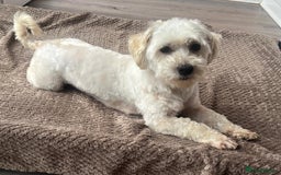 Maltipoo dogs for sale: 3yr old Maltipoo male. Loving, friendly nature.  - Image 6