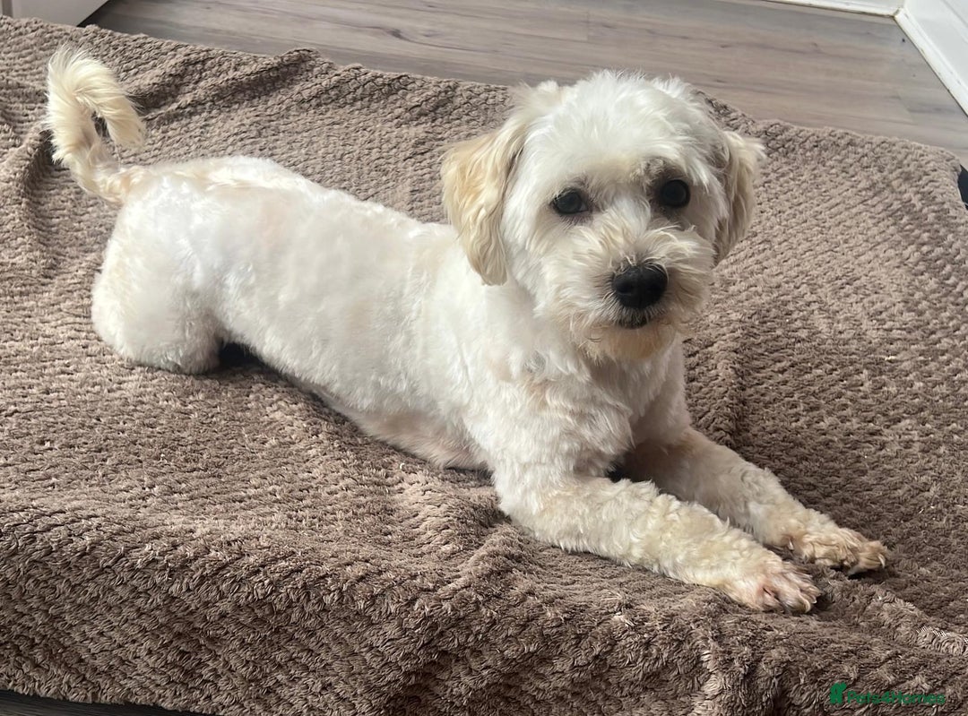 Maltipoo dogs for sale: 3yr old Maltipoo male. Loving, friendly nature.  - Image 6