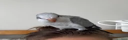 Parrots birds for sale: LAST hand reared Quaker baby - Advert 6