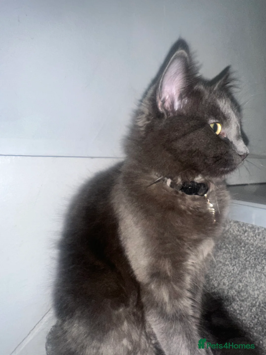 Maine Coon cats for sale: Beautiful Maincoon cross kitten for sell - Advert 7