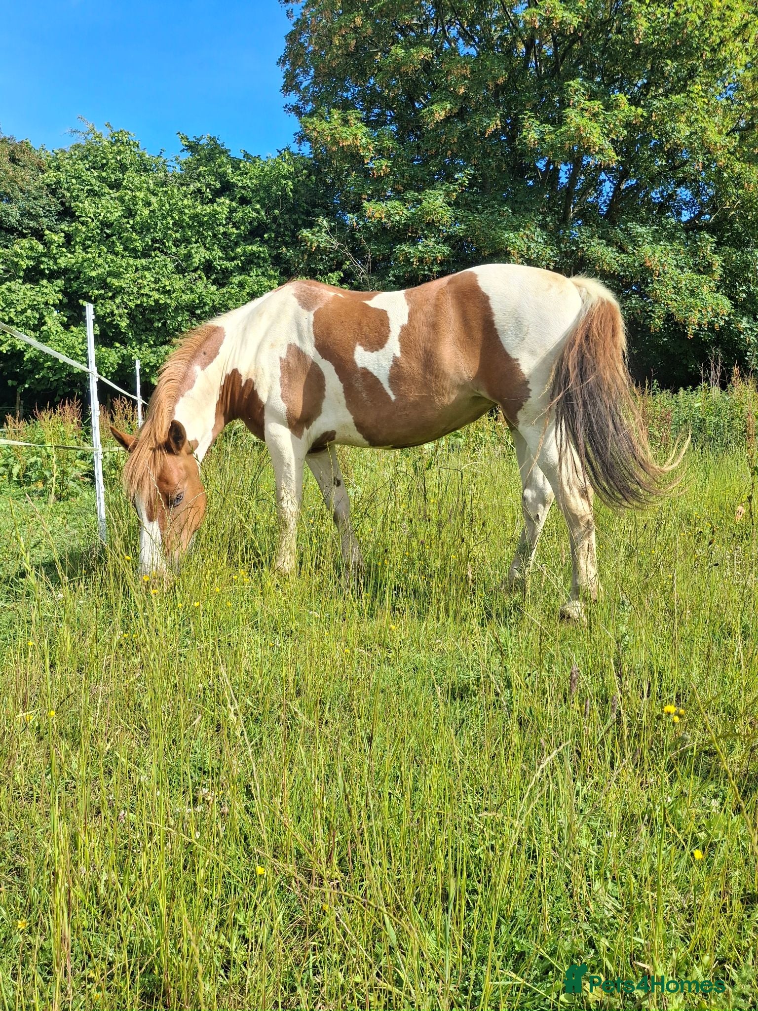 Dartmoor horses Dartmoor hill pony - Advert 3