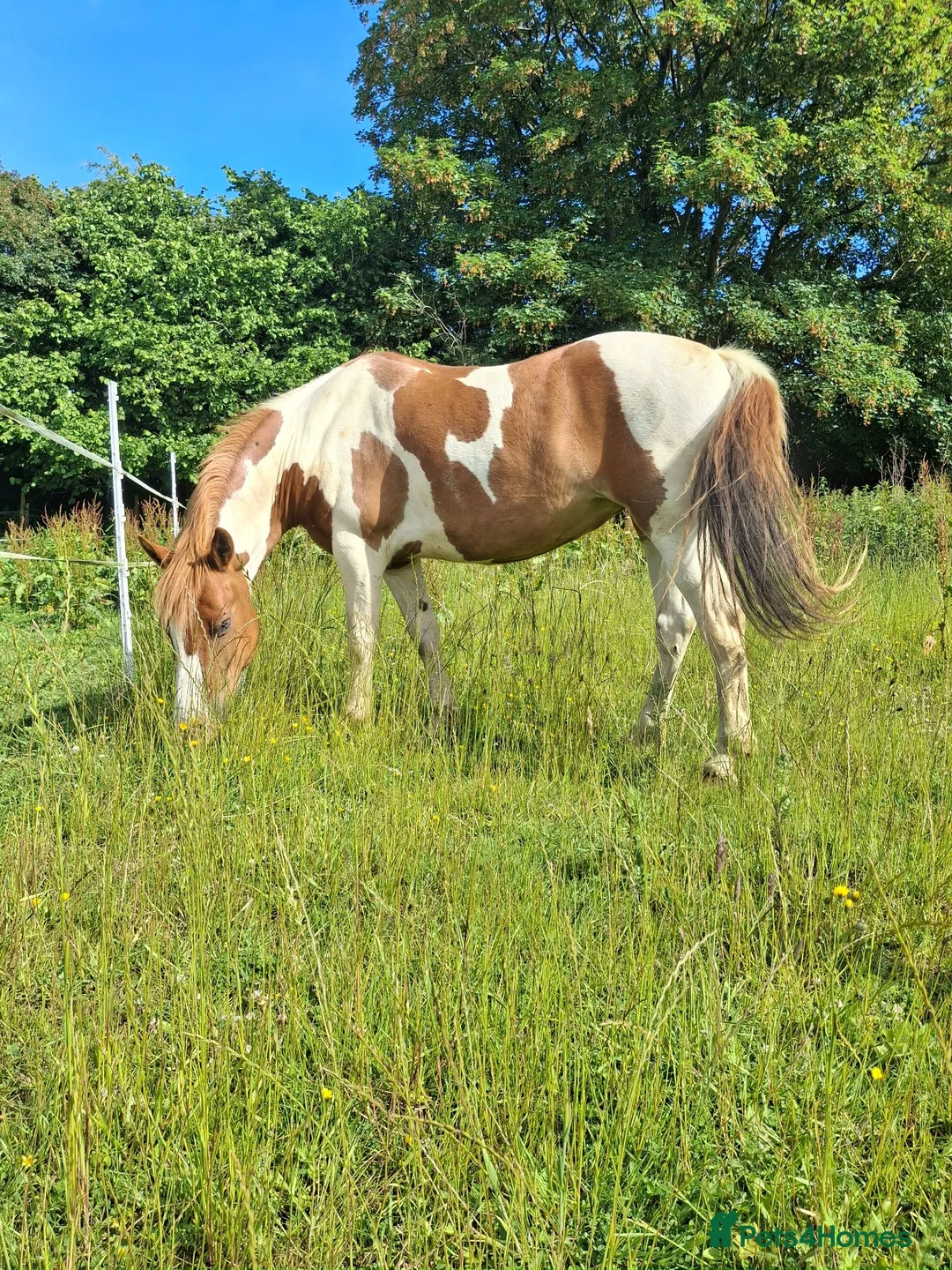 Dartmoor horses for sale: Dartmoor hill pony - Advert 1