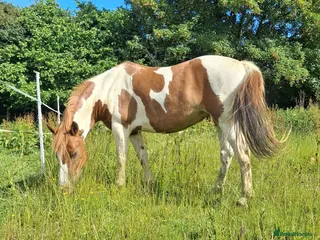 Dartmoor horses Dartmoor hill pony - Advert 11