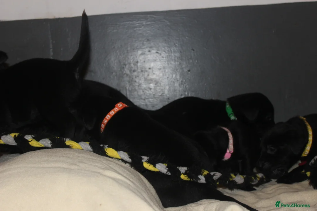 Labrador Retriever dogs for sale: Lovely, bold, beautiful puppies - Advert 3