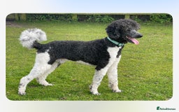 Mixed Breed dogs for sale: St Berdoodle ( St Bernard x Standard poodle) - Image 24