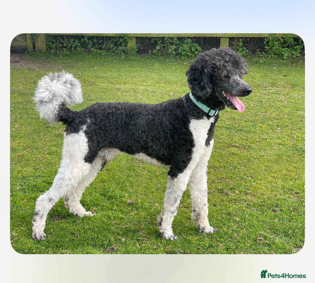 Mixed Breed dogs for sale: St Berdoodle ( St Bernard x Standard poodle) - Image 24