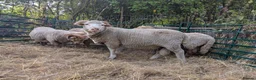Sheep livestock for sale: Merino sheep - Advert 4